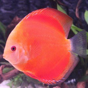 Dĩa Đỏ Bồ Câu