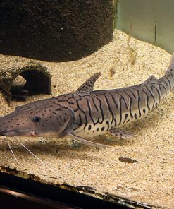 Cá Mỏ Vịt Da Beo