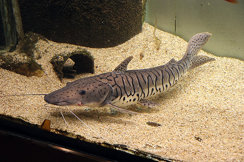 Cá Mỏ Vịt Da Beo