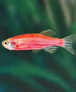 Cá Sọc Ngựa Đỏ