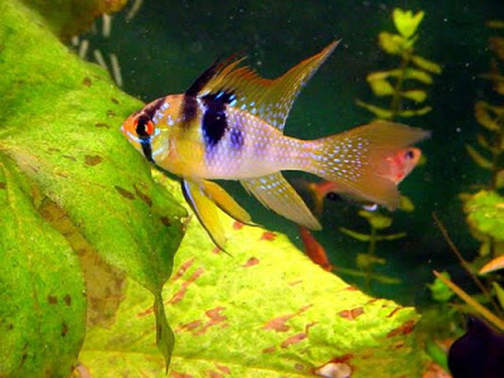 Phượng Hoàng Ngũ Sắc