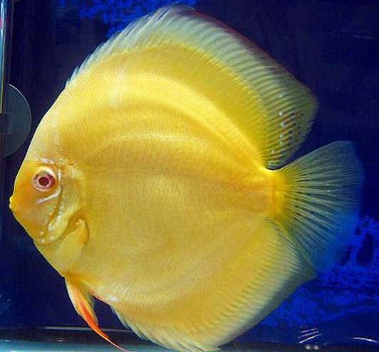 Cá Dĩa Albino Vàng