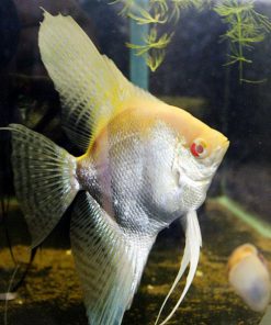 Ông Tiên Mắt Đỏ