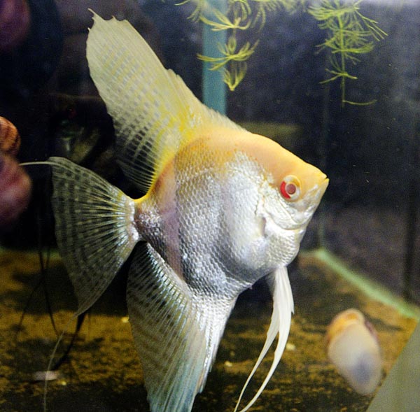 Ông Tiên Mắt Đỏ