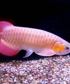 BANJAR RED AROWANA