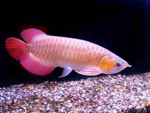 BANJAR RED AROWANA
