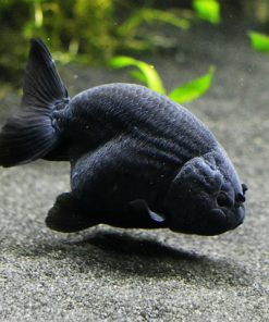 Ranchu đen