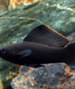 BLACK S/F MOLLY (PR)