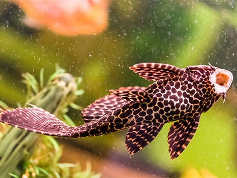 COMMON PLECOSTOMUS