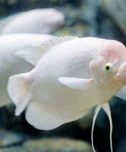 GIANT GOURAMI