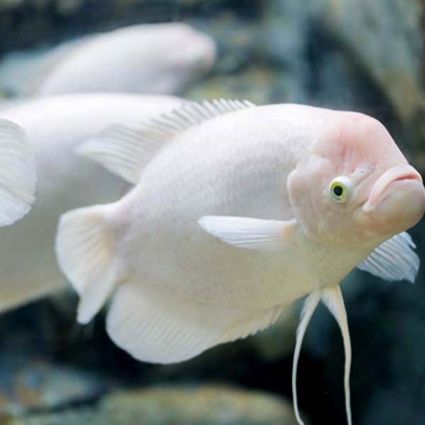 GIANT GOURAMI