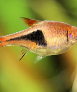 Tam Giác Vàng / Tím