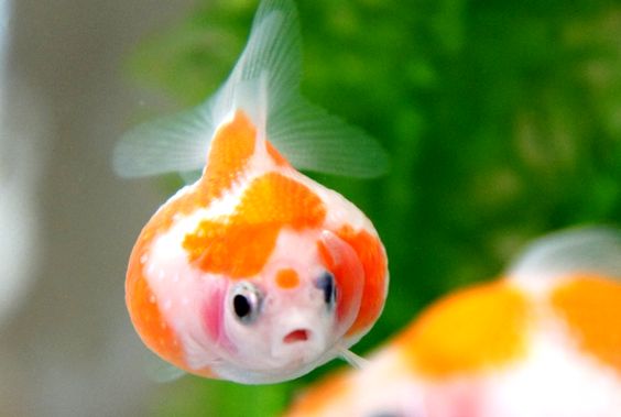 Pearl Scale GOLDFISH