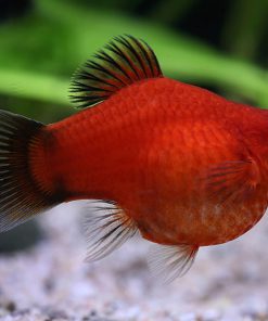 RED BALLOON PLATY