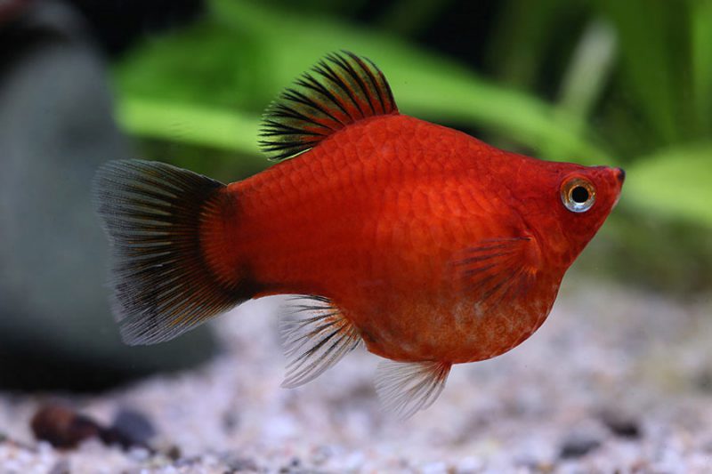 Cá Hòa Lan đuôi quạt