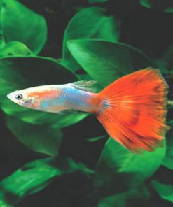 7 màu Trống Redtail