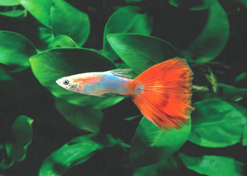 7 màu Trống Redtail