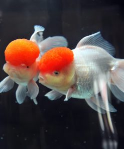 Hạt đỉnh hồng