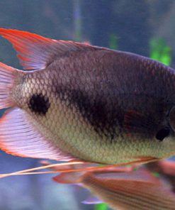 RED-TAIL GOURAMI