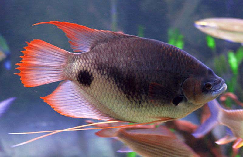 RED-TAIL GOURAMI