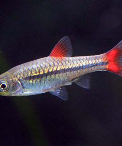 Lòng Tong Đuôi Đỏ