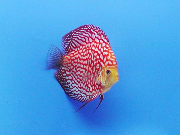 Cá Dĩa Bồ Câu Hạt Lựu