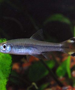 Lòng Tong Đuôi Kéo