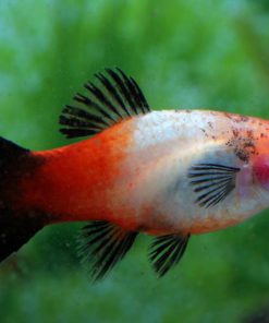 TRICOLOR  PLATY