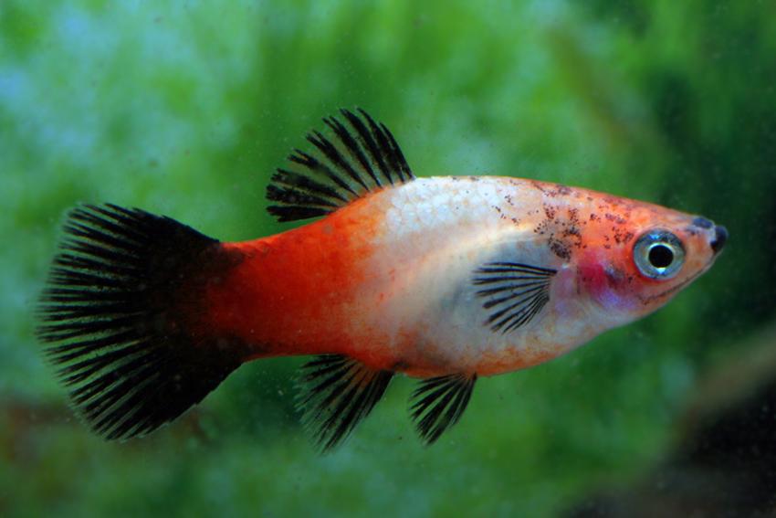 TRICOLOR  PLATY