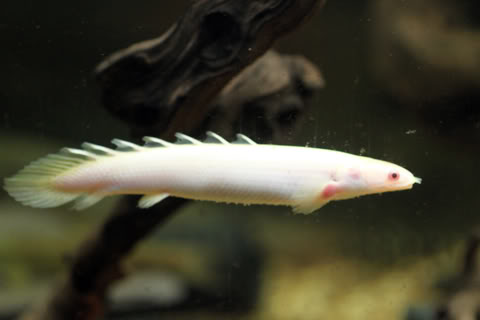 Khủng Long Trắng Albino