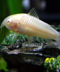 Cá Chuột Trắng Albino