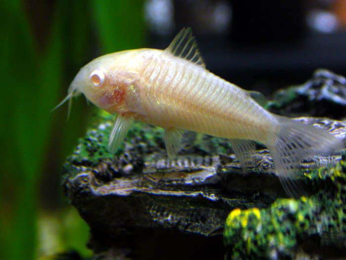 Cá Chuột Trắng Albino