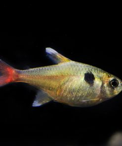 YELLOW PHANTOM TETRA