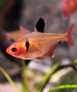 JEWEL TETRA