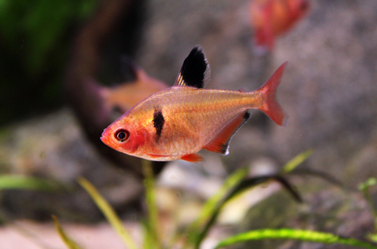 Cá Hồng Nhung