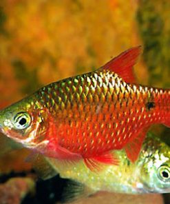 Cá Hồng Cam Đỏ