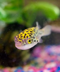 SPOTTED PUFFER