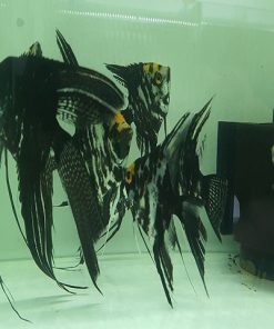 Cá Ông Tiên Đen đuôi dài