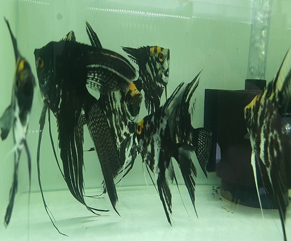 Cá Ông Tiên Đen đuôi dài