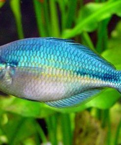 DWARF BLUE RAINBOW