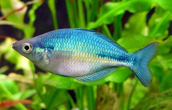 DWARF BLUE RAINBOW