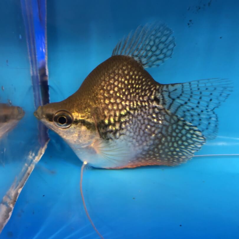 Cá Sặc Mã Giáp Gù