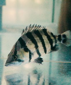 Siamese Tiger Fish