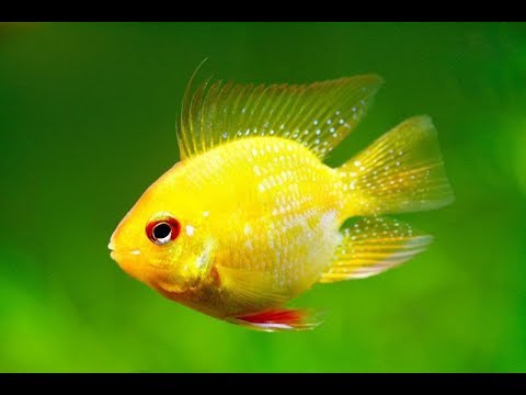 Phượng Hoàng Vàng