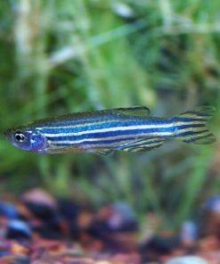 Cá Sọc Ngựa Xanh