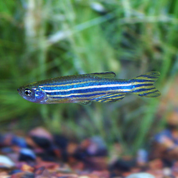Cá Sọc Ngựa Xanh