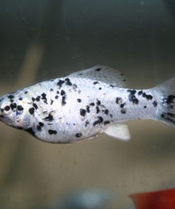 Trân Châu Muối Tiêu