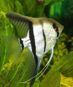 Ông Tiên Xanh 3 Sọc