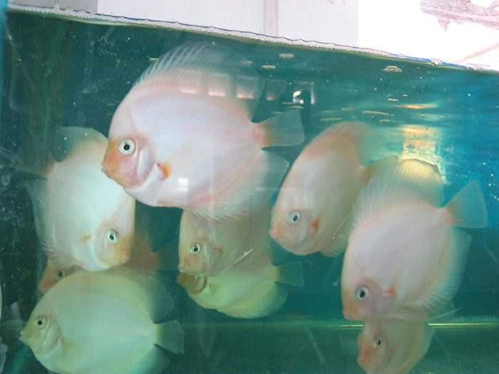 Cá Dĩa Bạch Tuyết