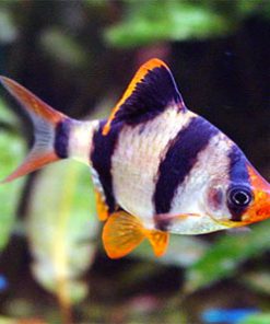 TIGER BARB